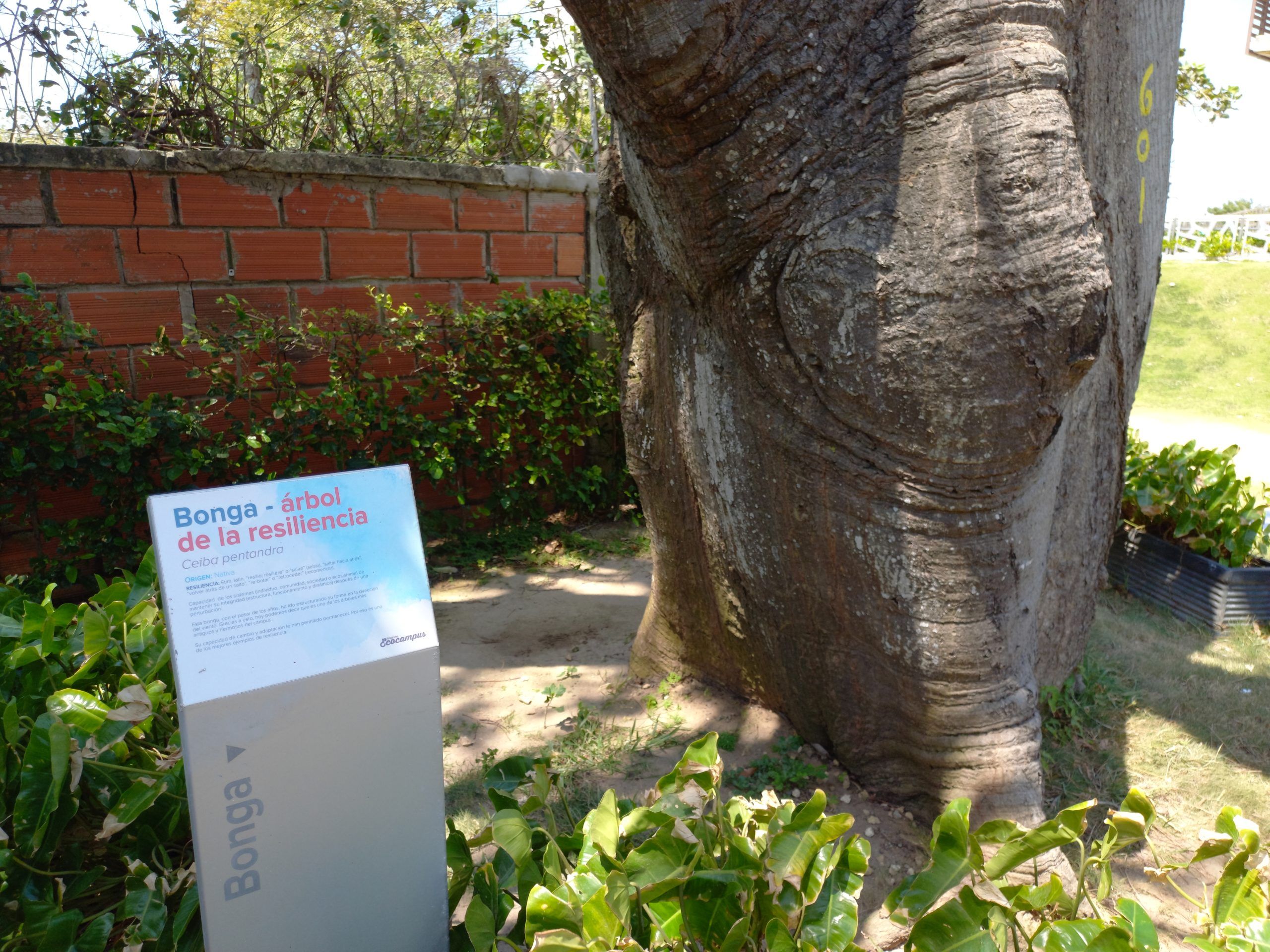 árbol la bonga uninorte